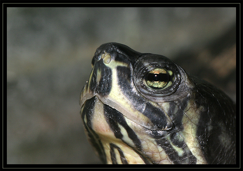 Vollportrait einer Schildkröte