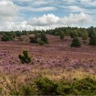 Vollrausch in Violett ...