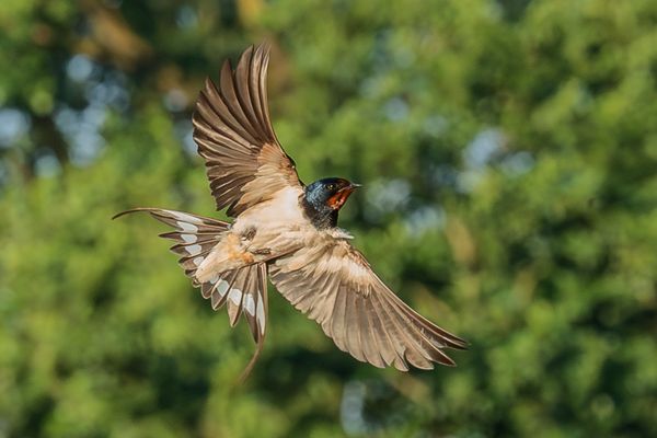 Vollschwung, Rauchschwalbe
