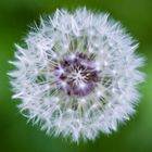 Vollständiger Pusteblume auf den Grund gegangen II