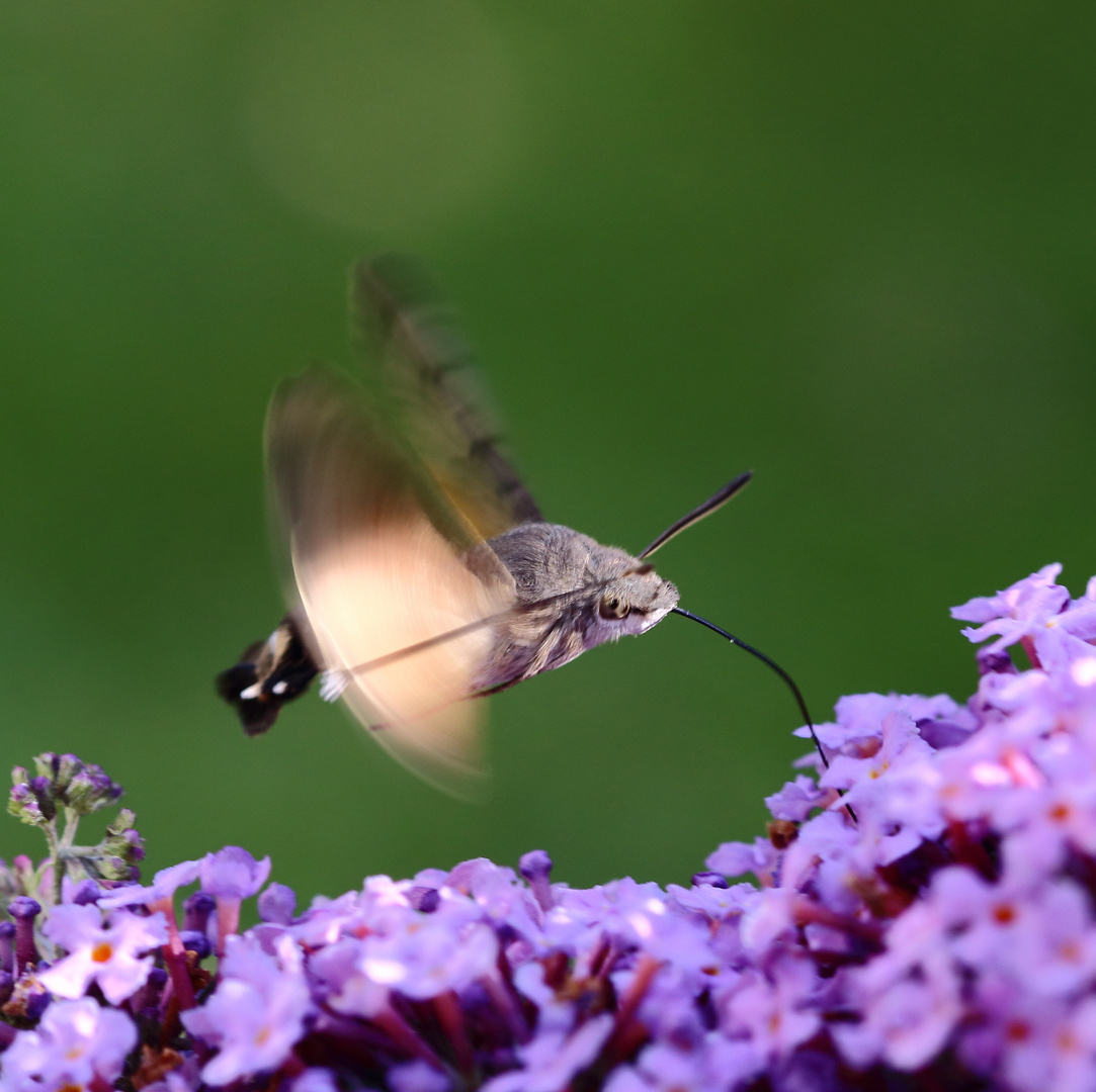 Volltanken am Sommerflieder