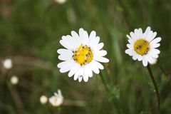 Vollversammlung der kleinen Fliegen