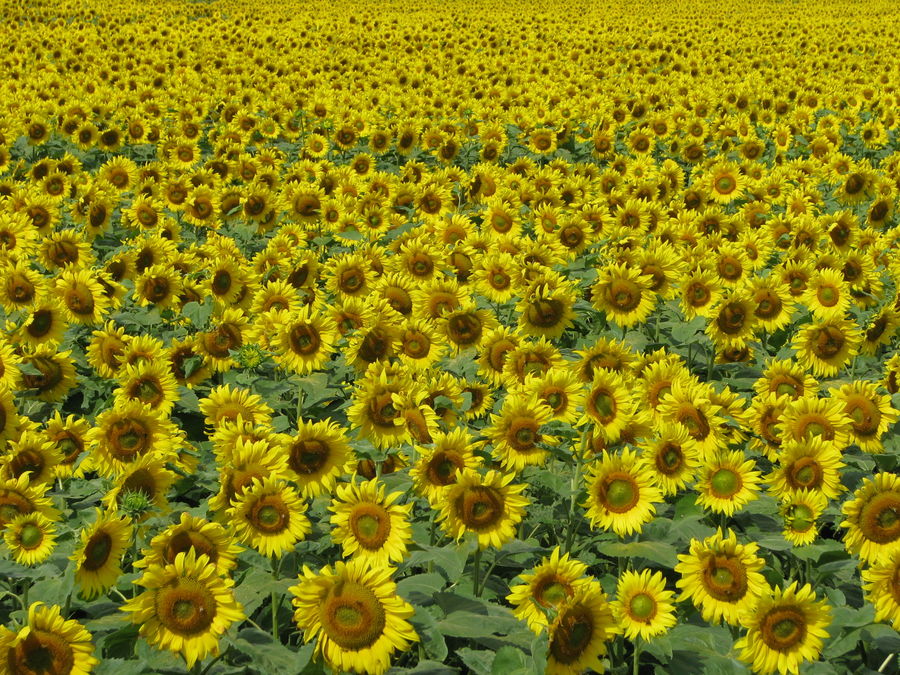Vollversammlung der Sonnenblumen 2008