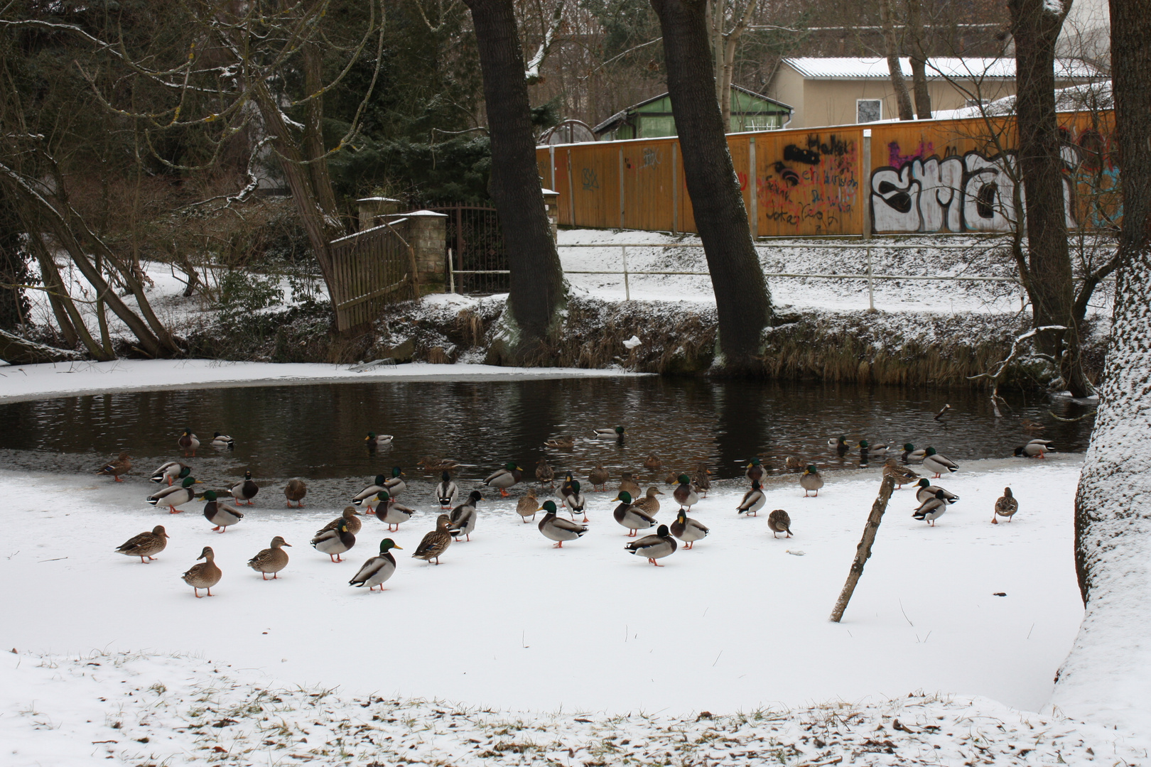 Vollversammlung der Wildenten vor dem 3. Advent