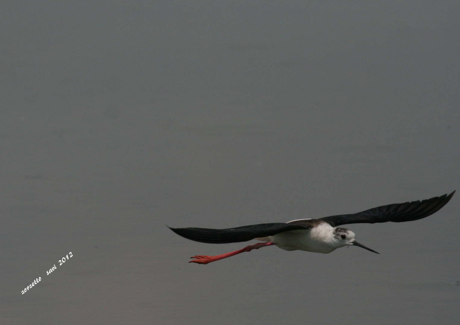 volo aereo di cavaliere