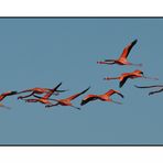 volo asincrono