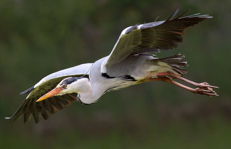 Volo d’airone.