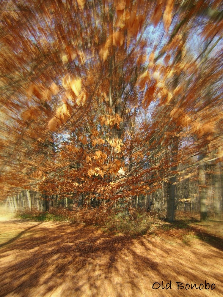 Volo d'autunno