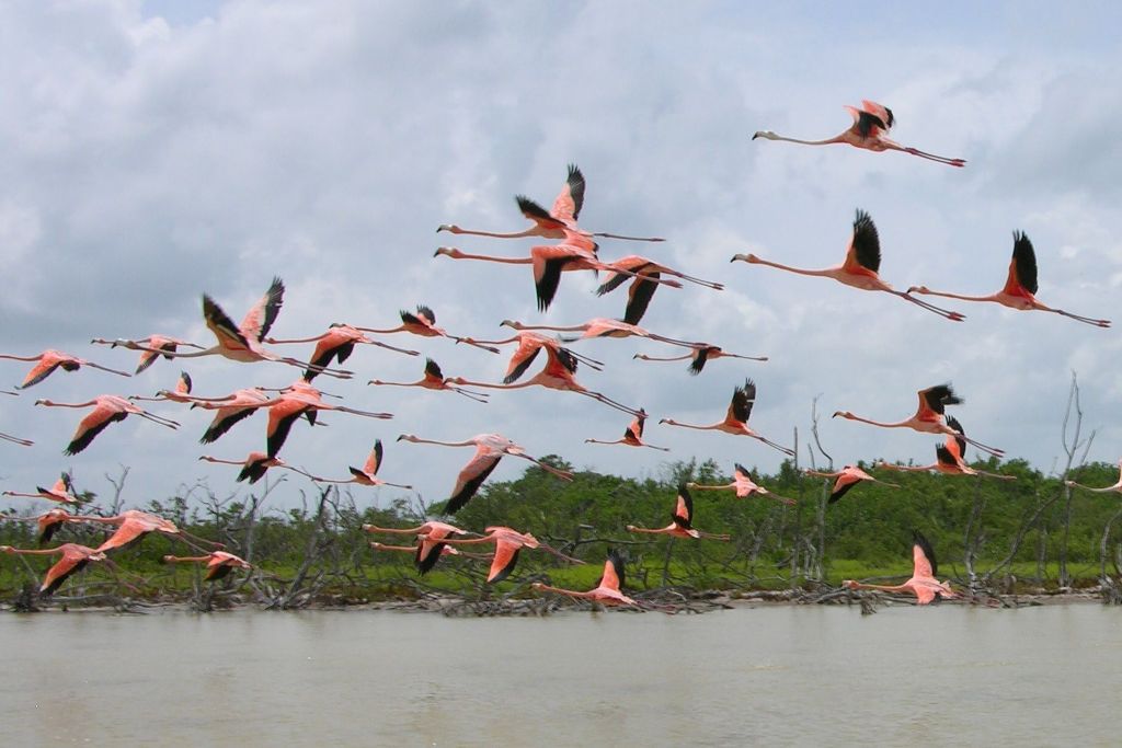 Volo dei Fenicotteri