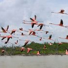 Volo dei Fenicotteri