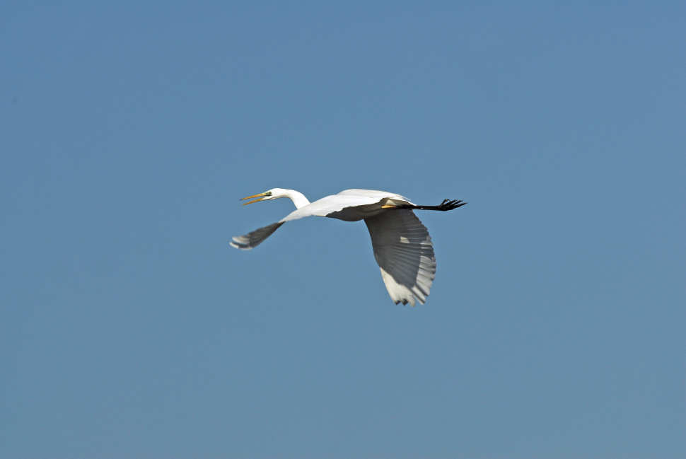 Volo di airone