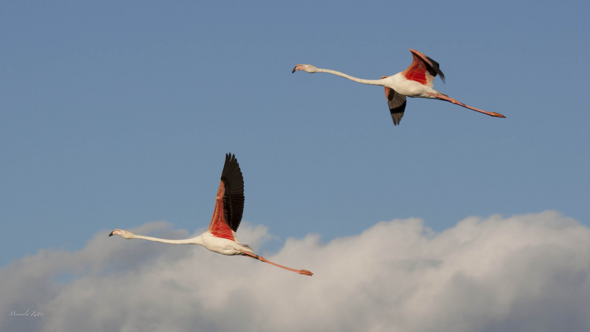 volo di coppia