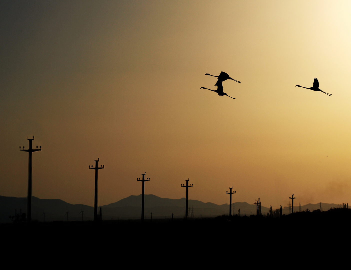 volo di fenicotteri al tramonto