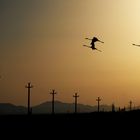 volo di fenicotteri al tramonto