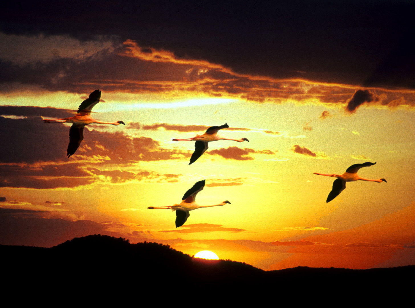 VOLO DI FENICOTTERI ROSA AL TRAMONTO