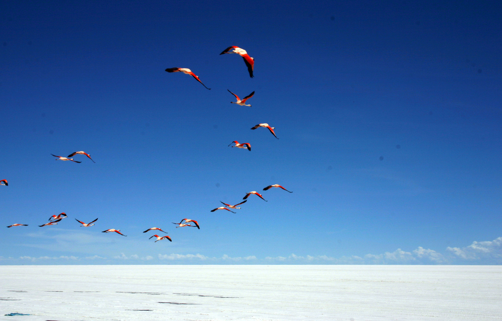 Volo di fenicotteri rosa