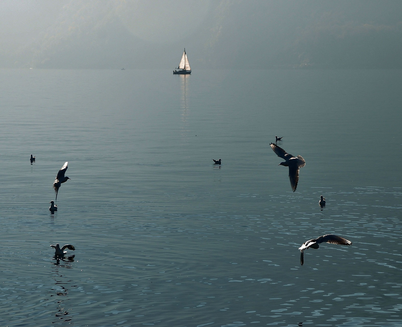 Volo di gabbiani