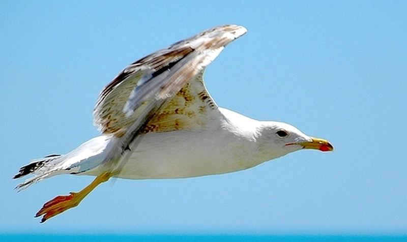 Volo Di Gabbiano