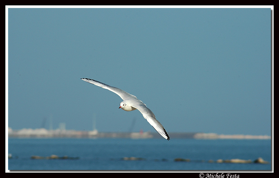Volo di gabbiano Foto % Immagini| animali, uccelli allo stato libero ...
