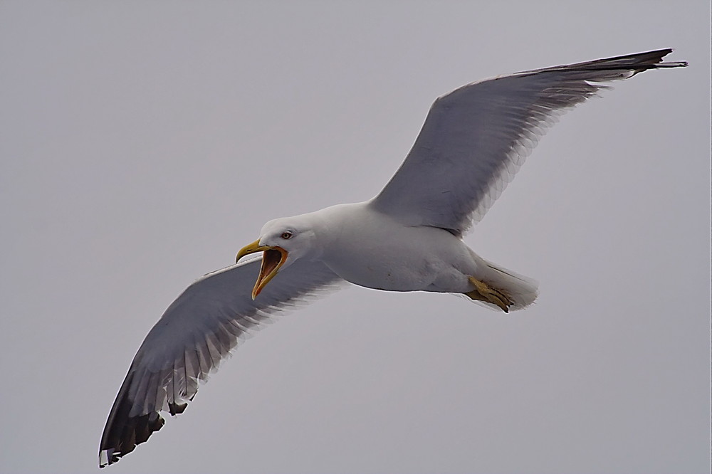 volo di gabbiano