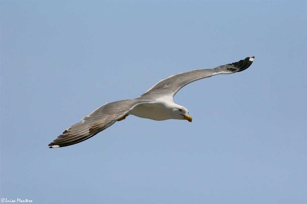 Volo di gabbiano