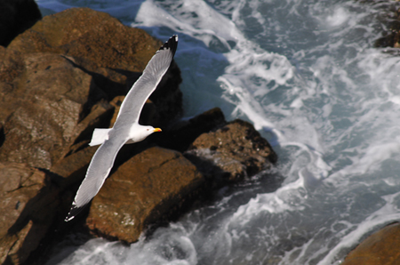 Volo di gabbiano reale - Larus argentatus - Sardegna