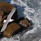 Volo di gabbiano reale - Larus argentatus - Sardegna