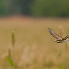 volo di gruccione sopra al campo di miglio