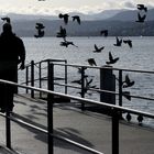 volo di piccioni al passaggio di un uomo