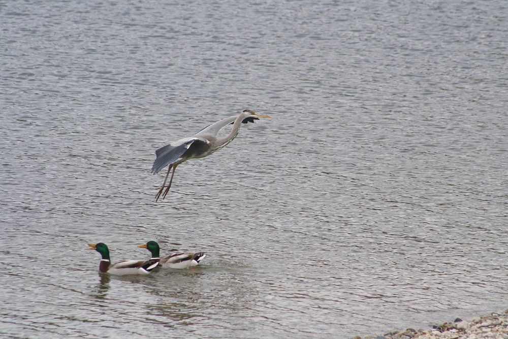 Volo di ricognizione