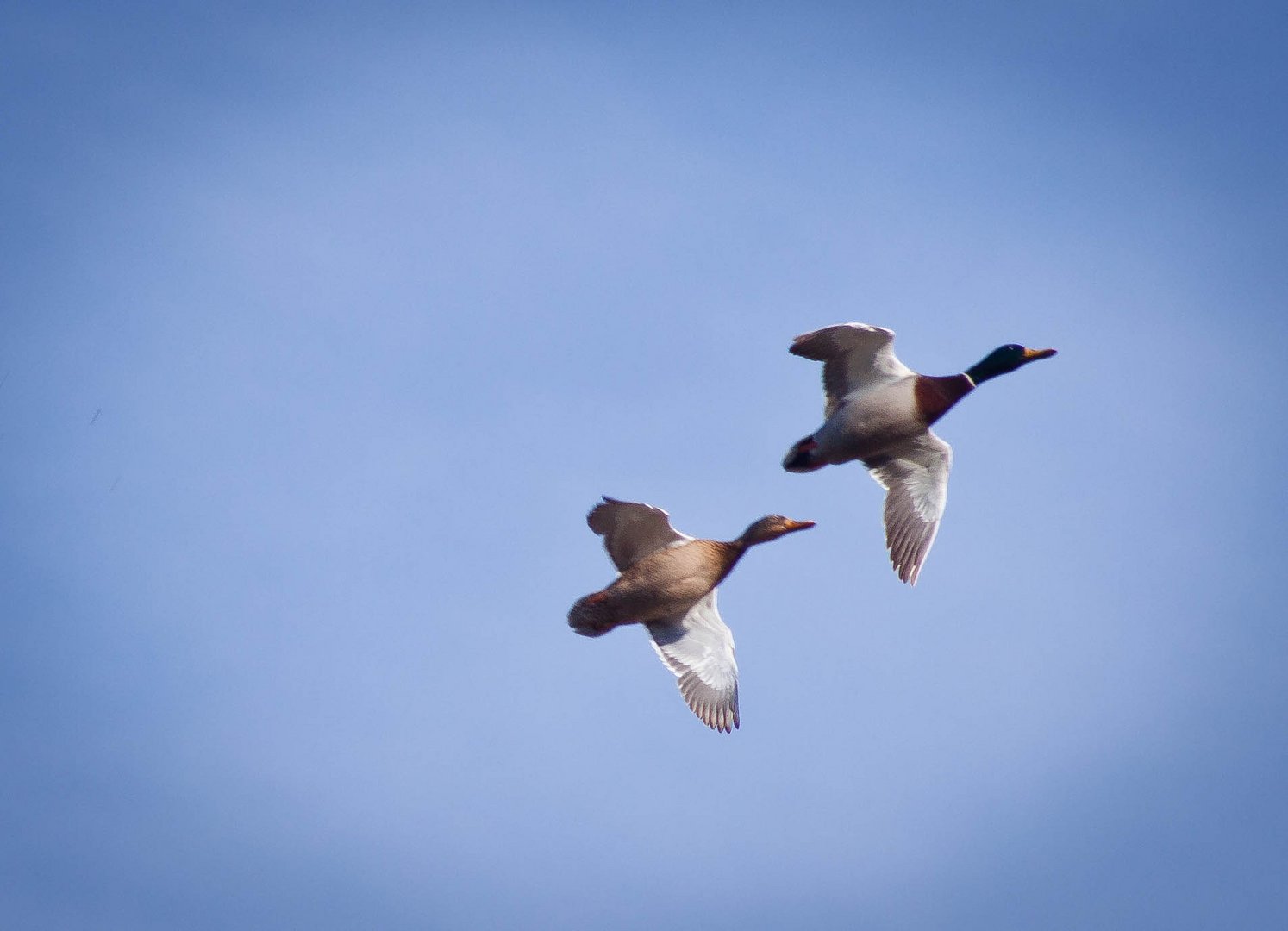 Volo di ricognizione...