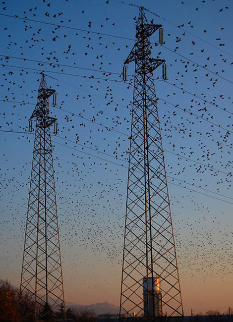 Volo di uccelli