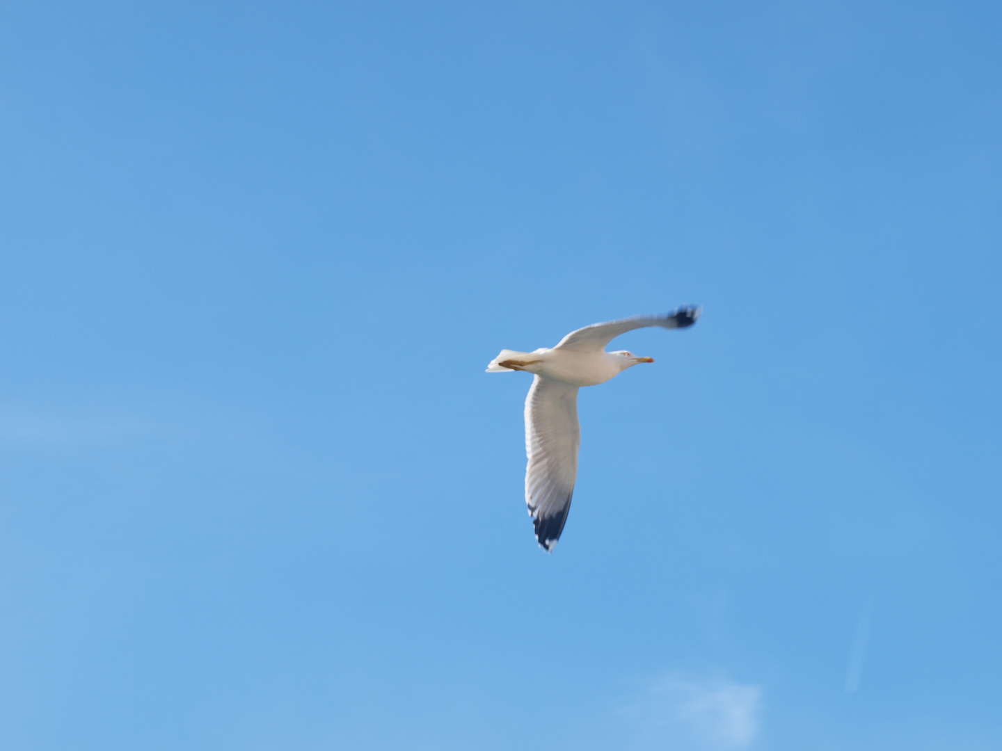 volo di un gabbiano