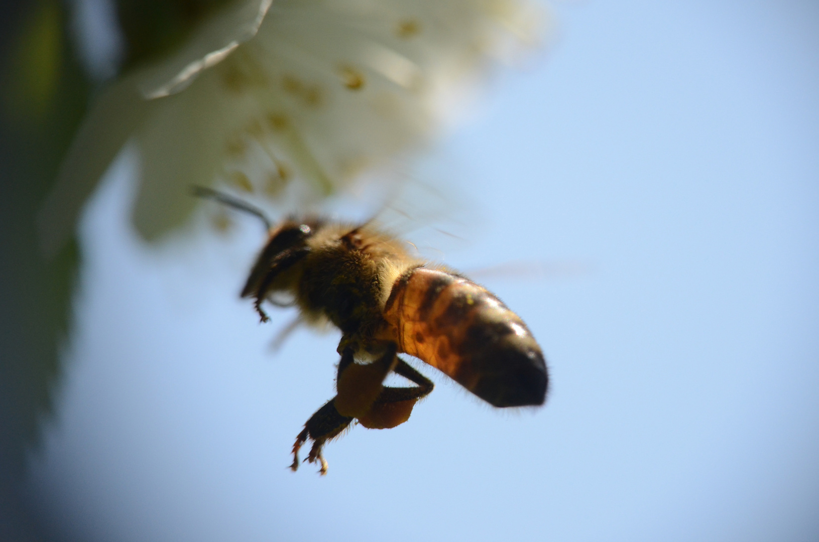 volo di un'ape