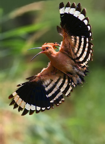 Volo d’Upupa.