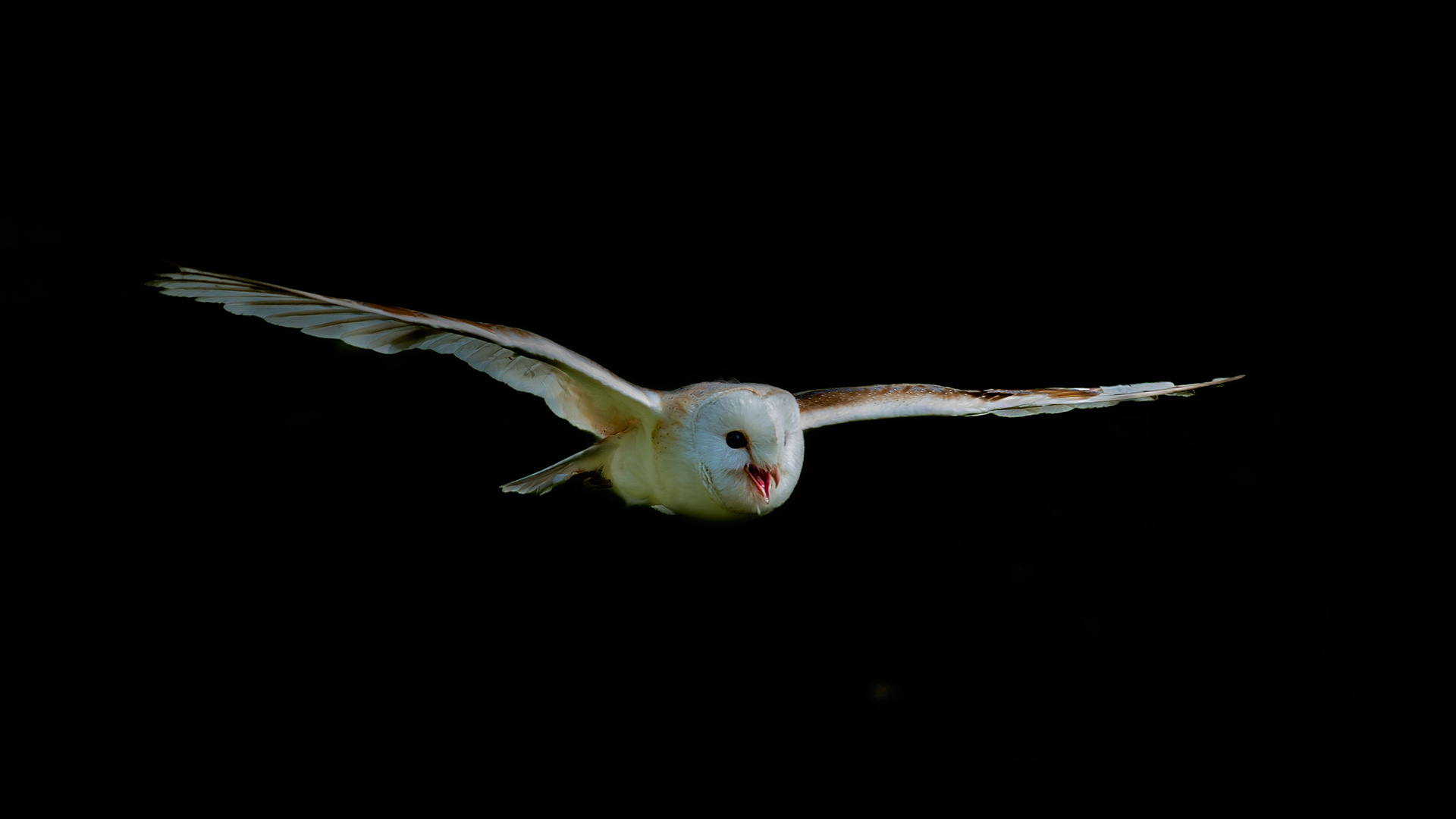 volo felpato di un barbagianni