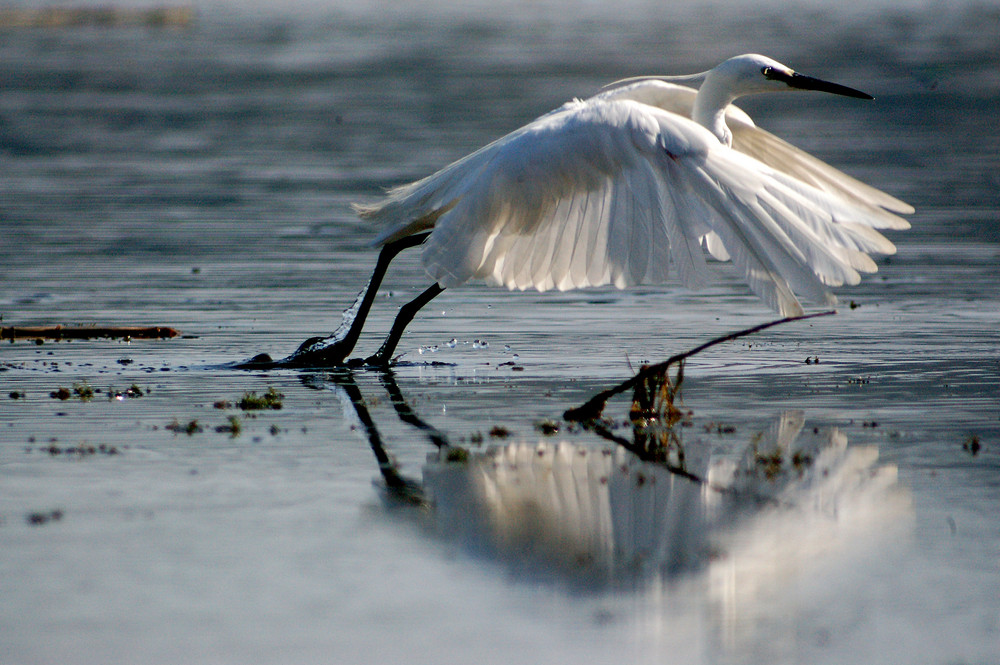 "volo frenato"