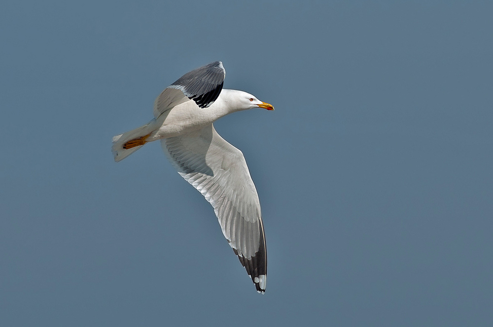 Volo libero