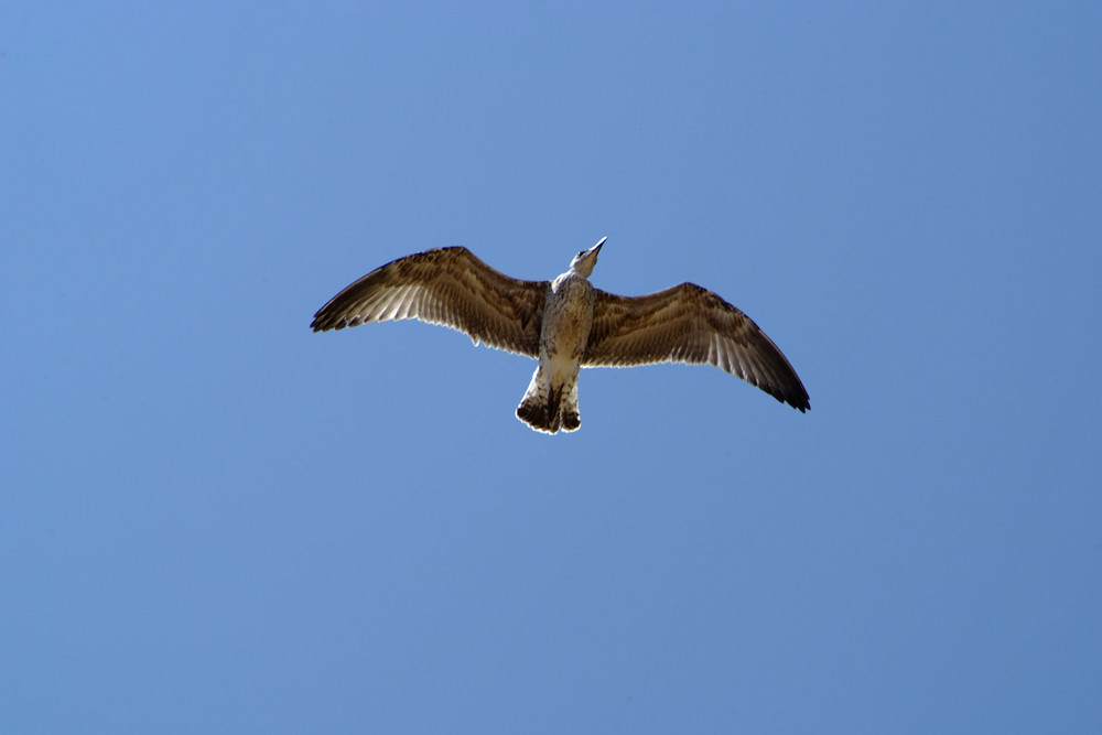 VOLO LIBERO