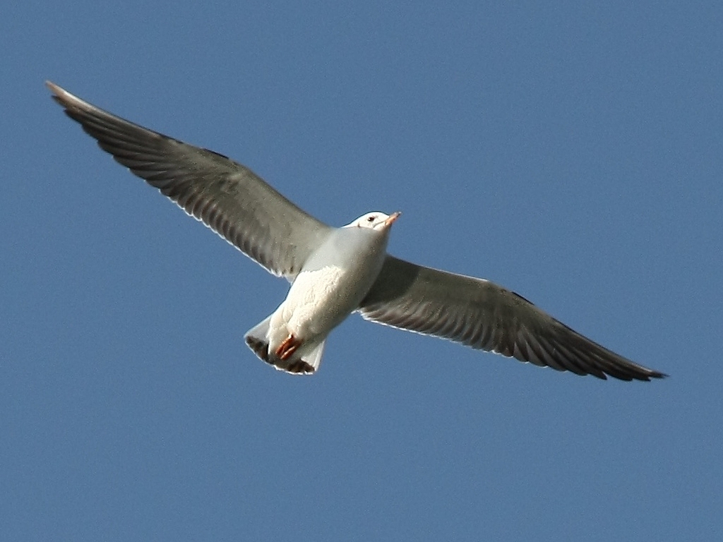 Volo Libero