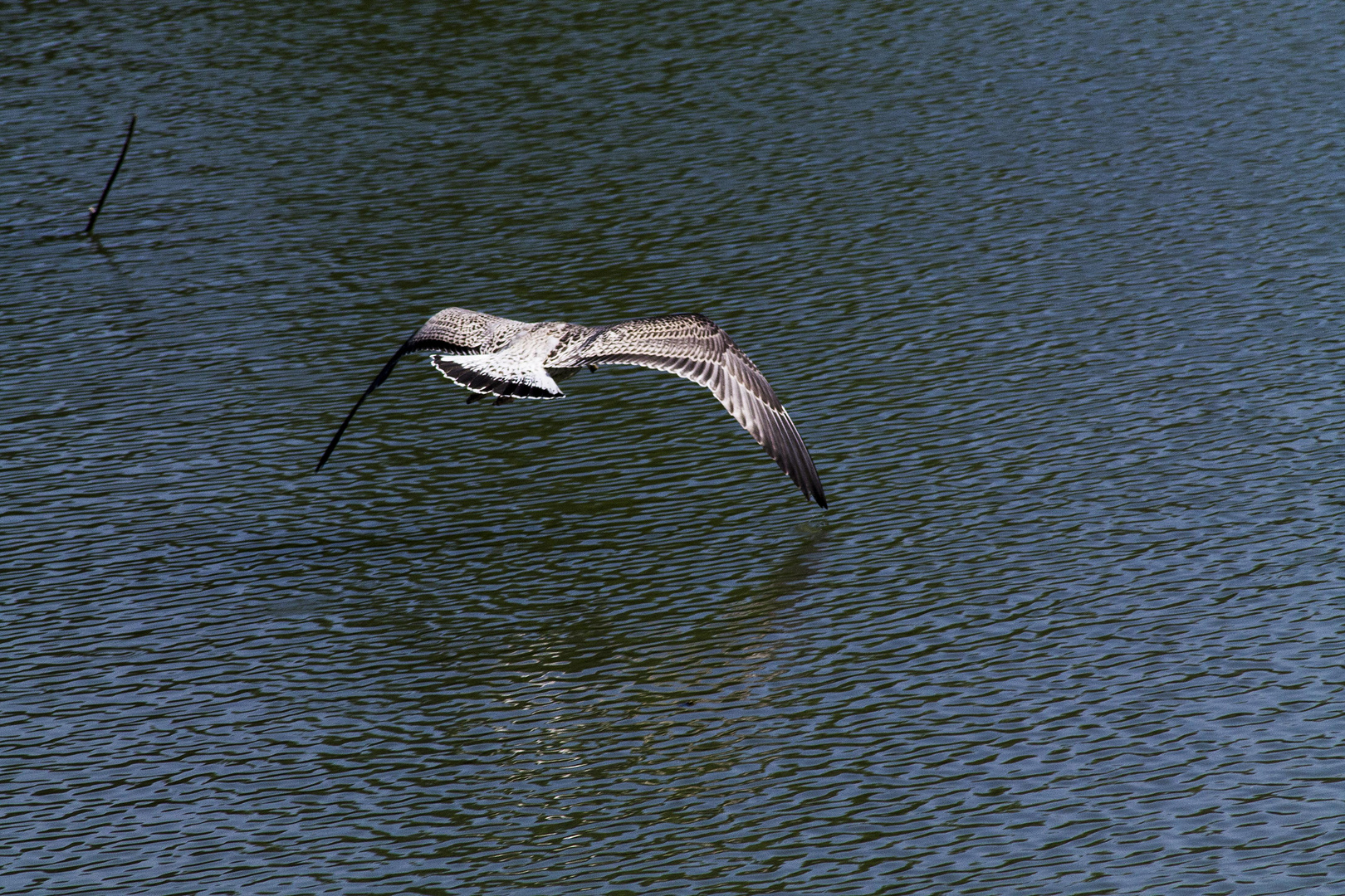 Volo Libero