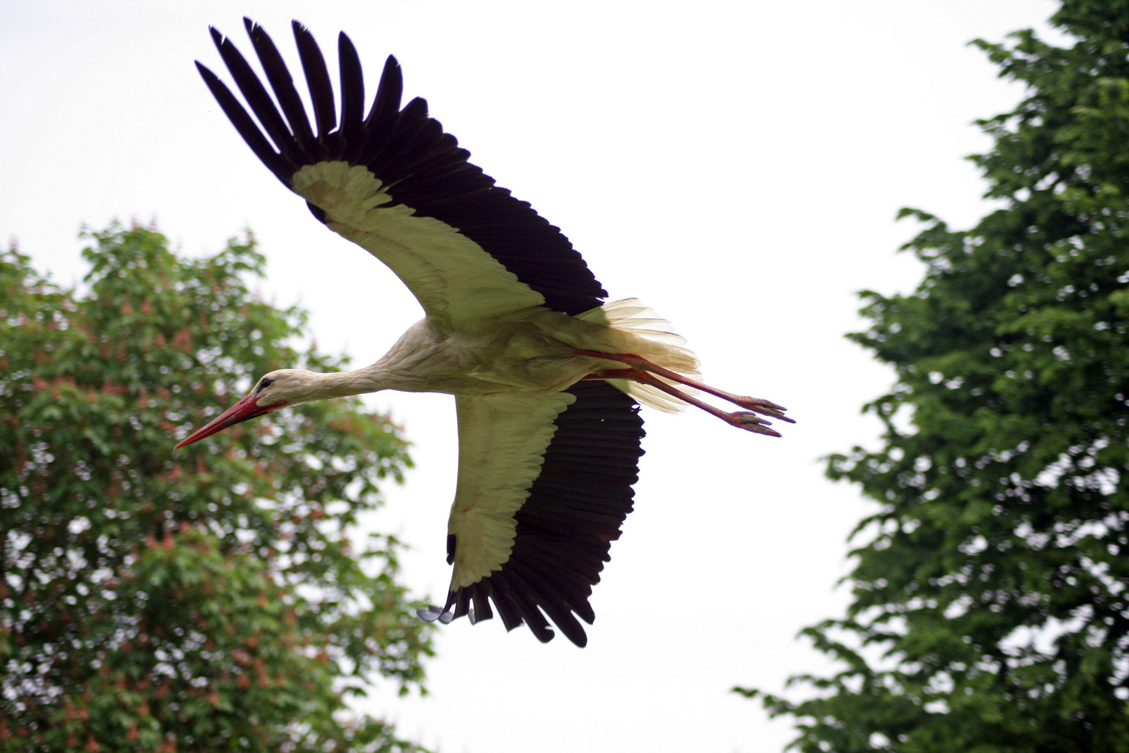 volo libero