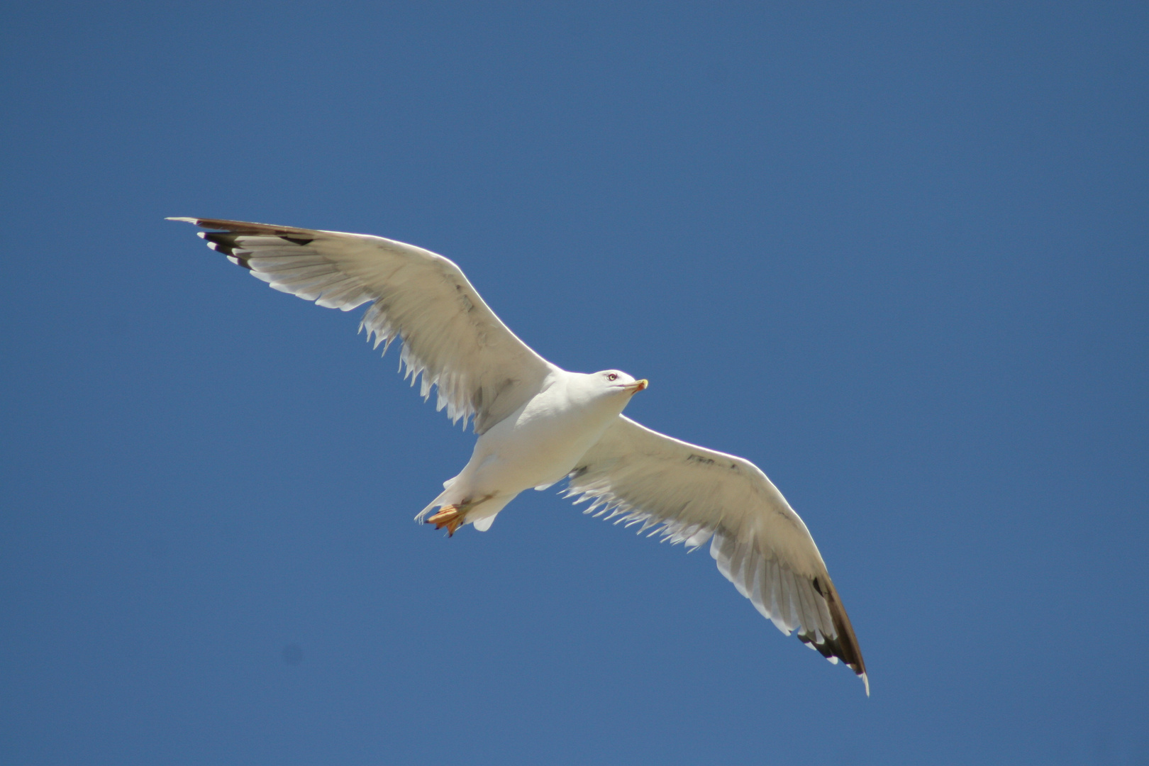 Volo maestoso di un gabbiano