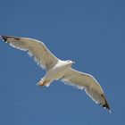 Volo maestoso di un gabbiano