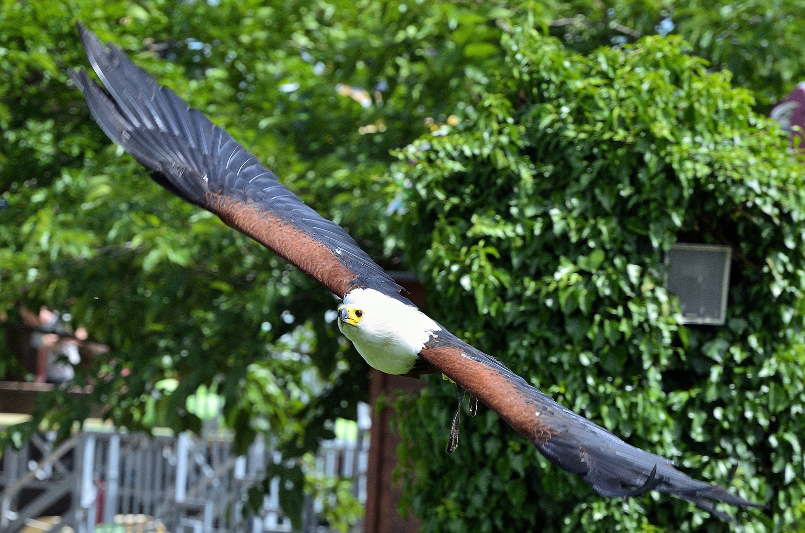 Volo non libero