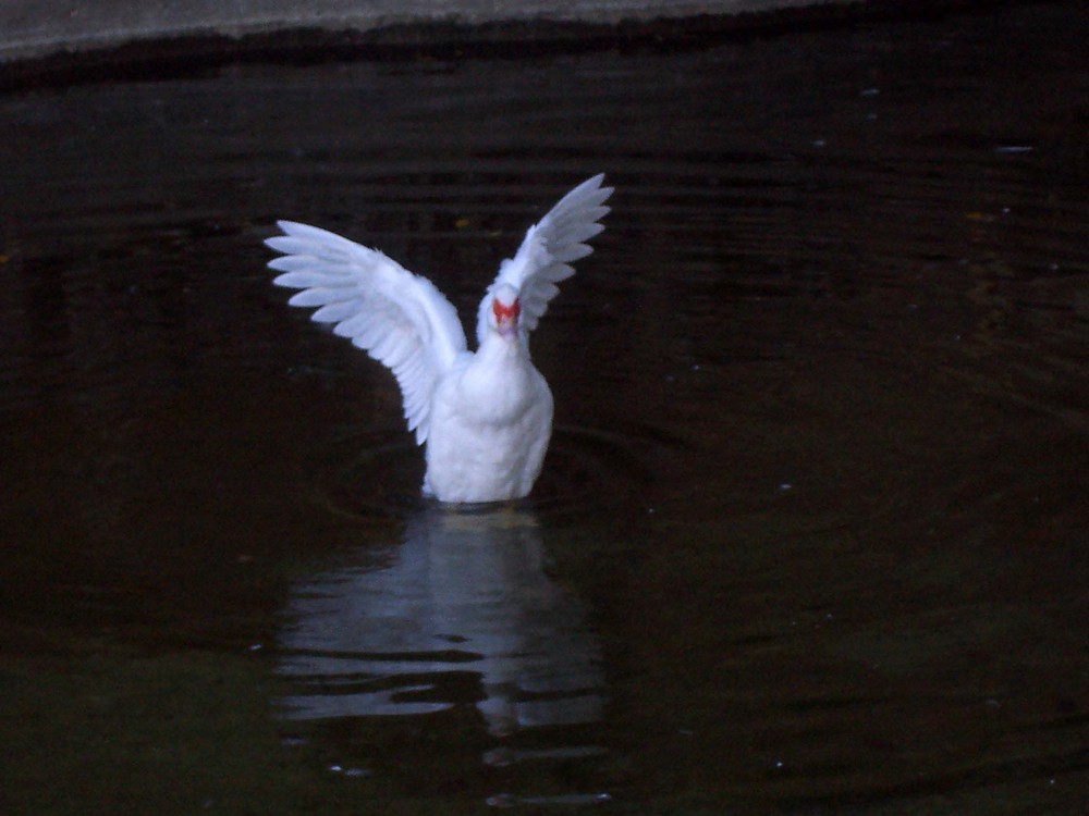 Volo notturno