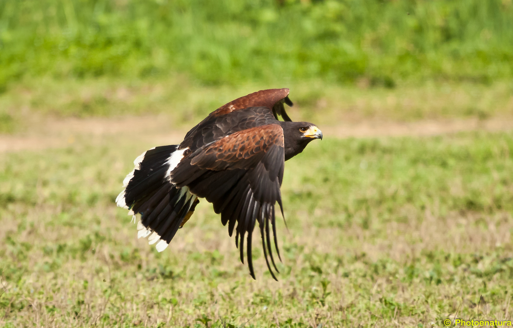 volo radente