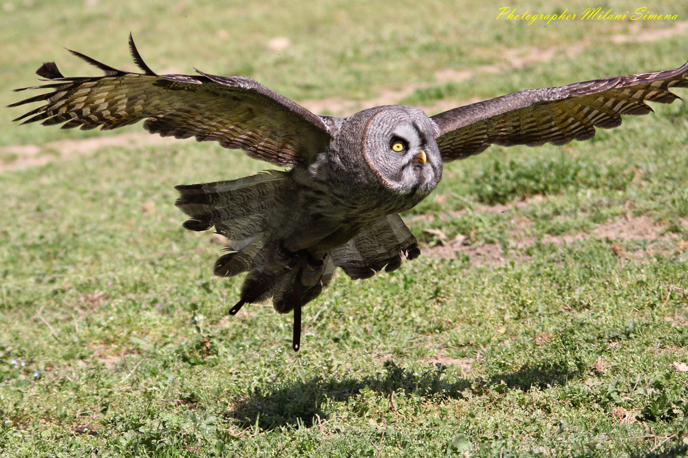 Volo radente!