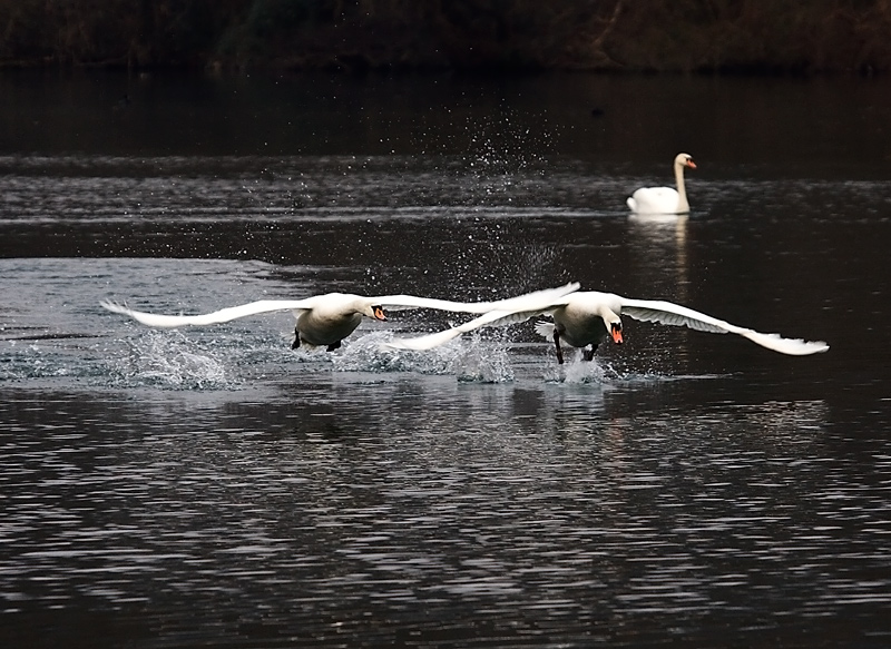 Volo radente