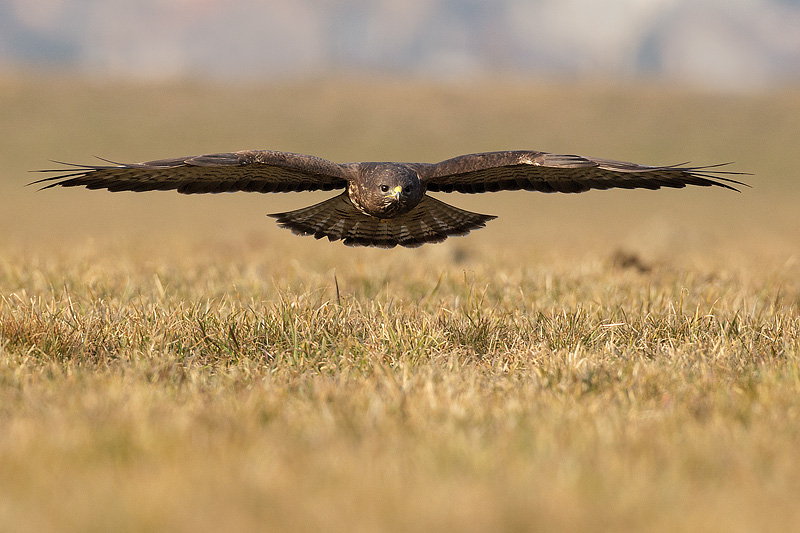 Volo radente